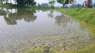 সুজানগরে দুই পুকুরের মাছ মরে ভেসে উঠল, ক্ষতির অভিযোগ ১০ লাখ টাকার বেশি