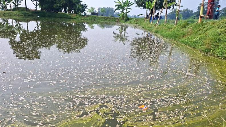সুজানগরে দুই পুকুরের মাছ মরে ভেসে উঠল, ক্ষতির অভিযোগ ১০ লাখ টাকার বেশি