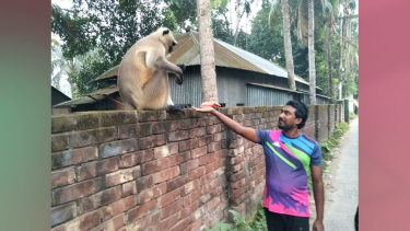 আলফাডাঙ্গায় লোকালয়ে দলছুট হনুমান, কলা খাওয়াচ্ছেন উৎসুক মানুষ