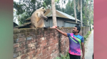 আলফাডাঙ্গায় লোকালয়ে দলছুট হনুমান, কলা খাওয়াচ্ছেন উৎসুক মানুষ